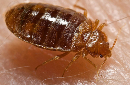 Bed Bug Treatment Ardrossan
