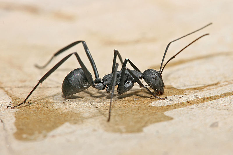 Carpenter Ant Control Ardrossan