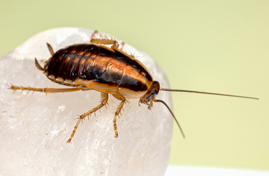 Cockroach Control Ardrossan