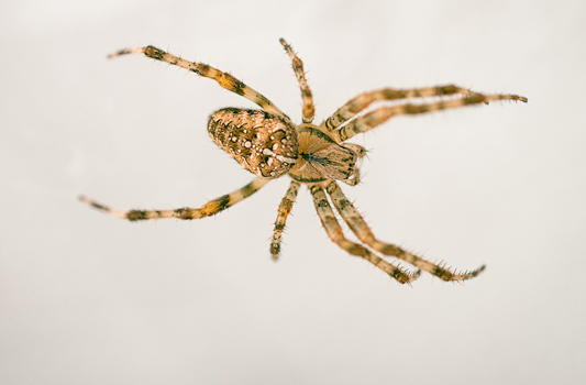 Spider Control Ardrossan